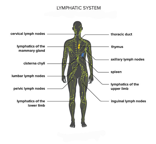 lymphatic-system-1296x1000-body-1024x949